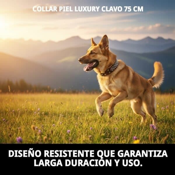 Colar perro piel cuero con clavillos 75cm, resistente y duradero.