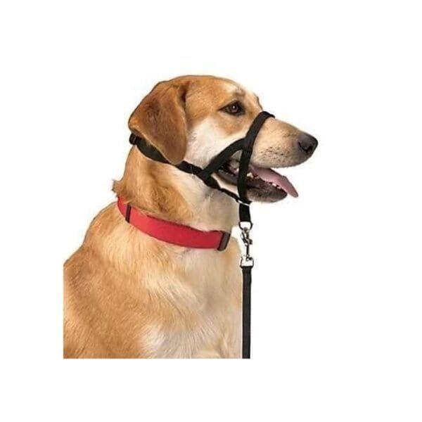 dog control n.4 38cm