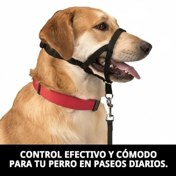 dog control n.4 38cm