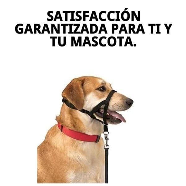 dog control n.4 38cm