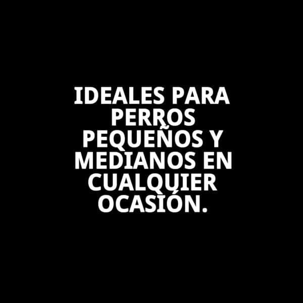 zapatos moly mascota t s