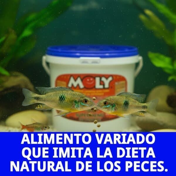 moly super menu estanque 600 gr/ 5.5 l