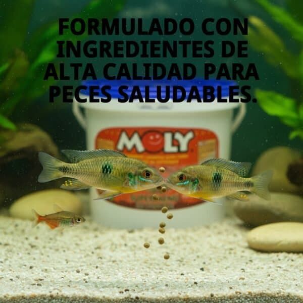 moly super menu estanque 600 gr/ 5.5 l