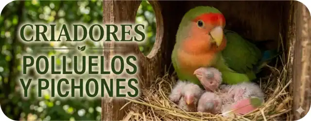 criadores, polluelos y pichones